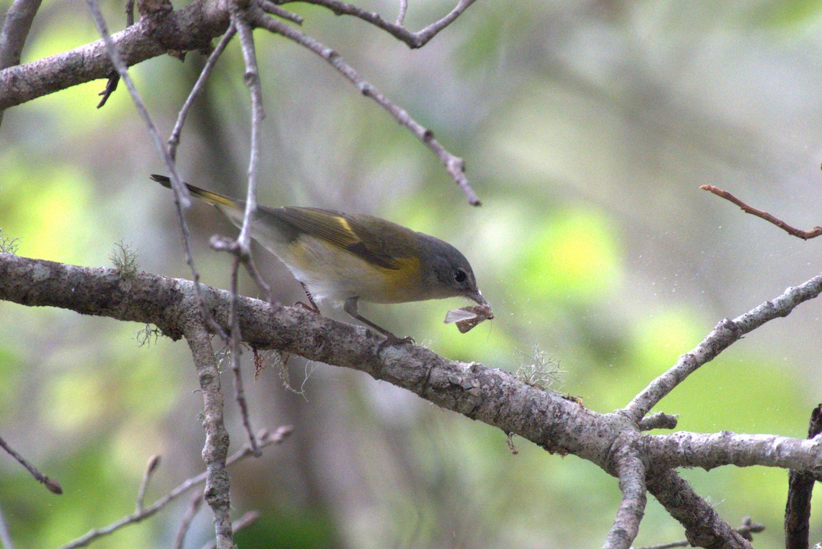 American Redstart - ML642938537