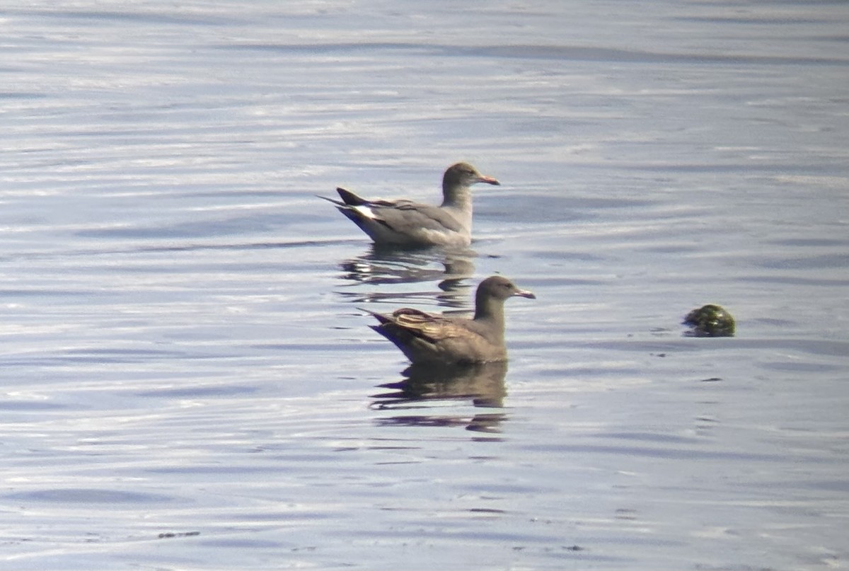 Heermann's Gull - ML642938541