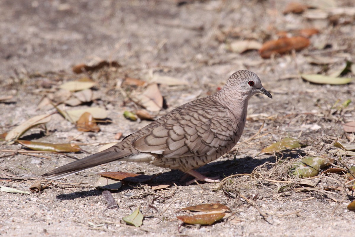 Inca Dove - ML642938552