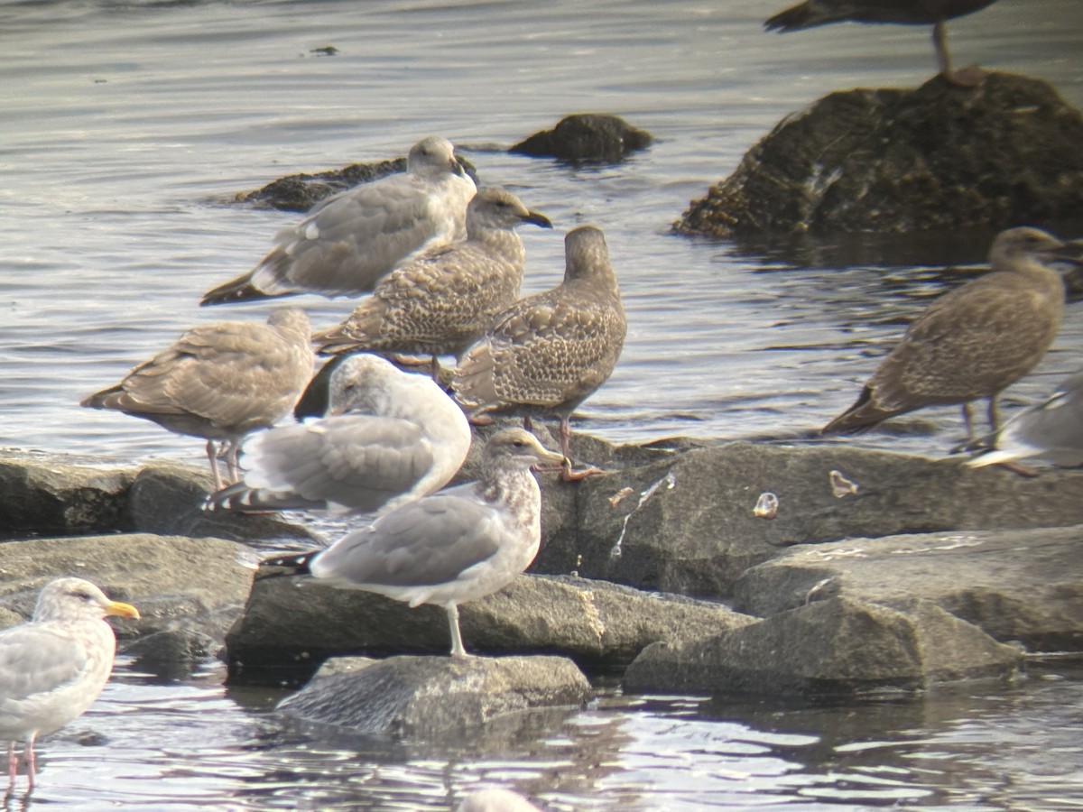 Larus sp. - ML642938559