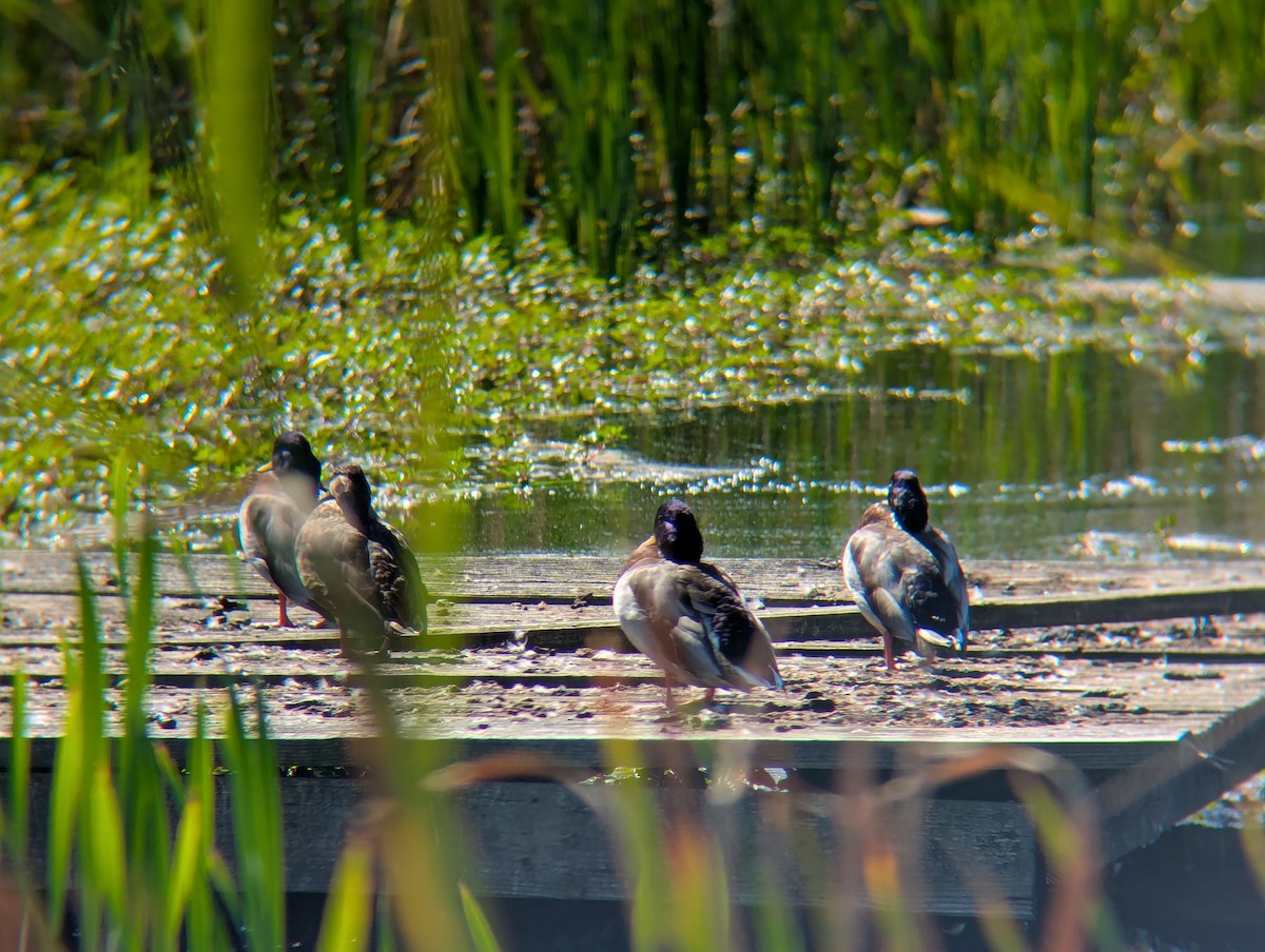 Mallard - ML642938562