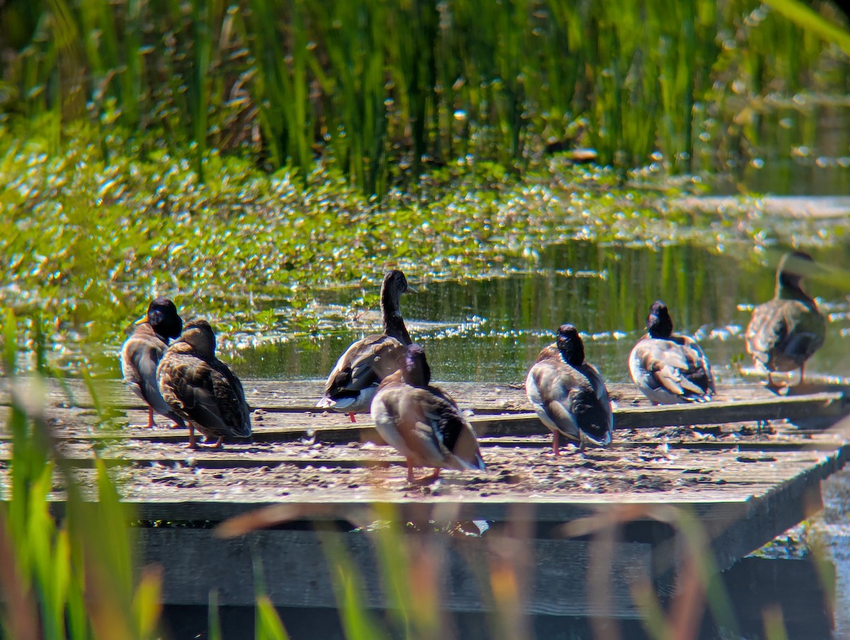 Mallard - ML642938564