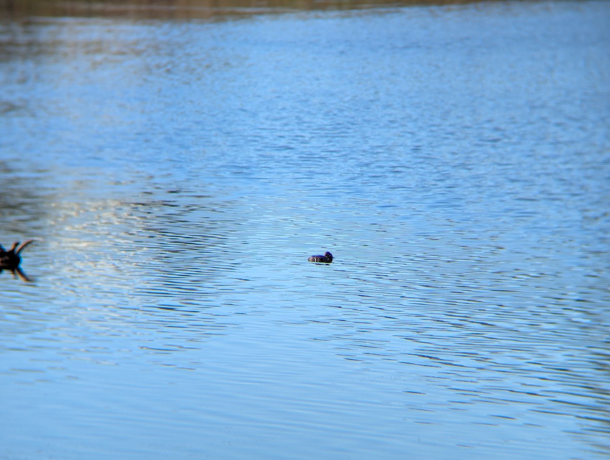 Pied-billed Grebe - ML642938582