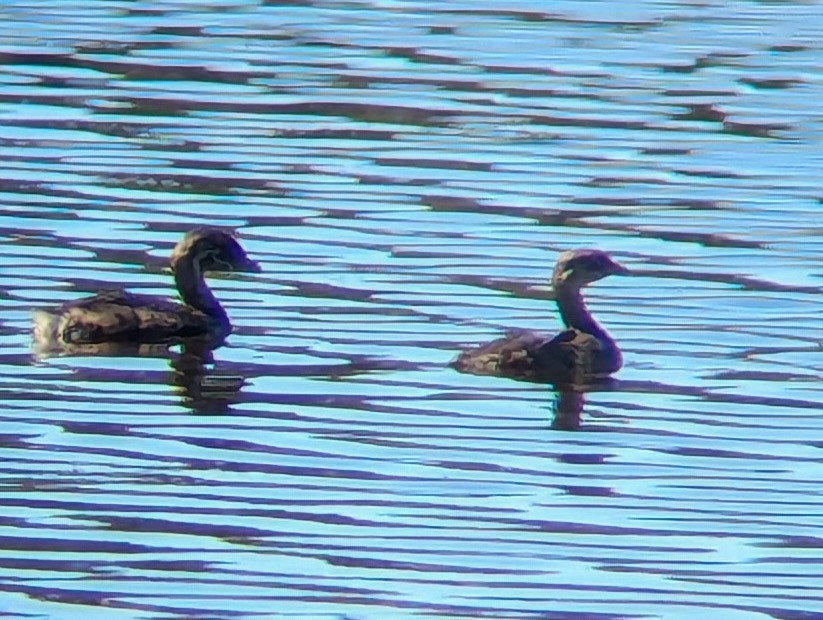 Pied-billed Grebe - ML642938583