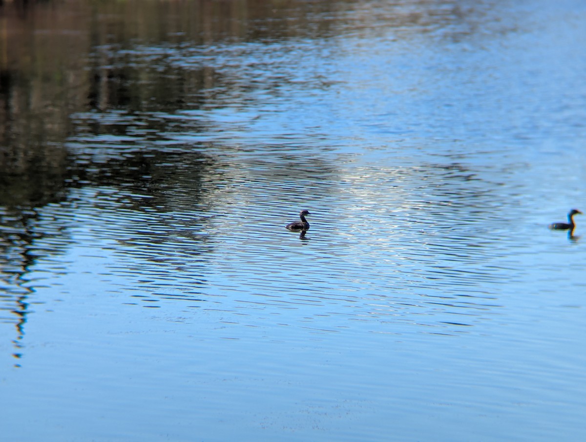 Pied-billed Grebe - ML642938584