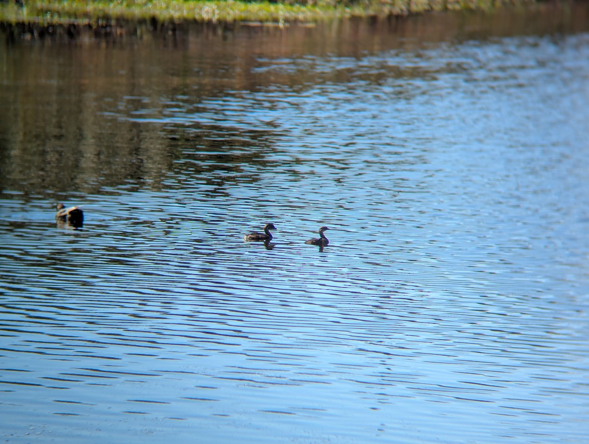 Pied-billed Grebe - ML642938585