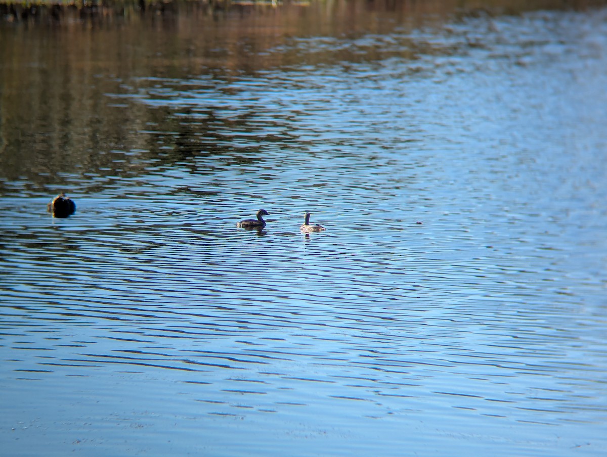 Pied-billed Grebe - ML642938586