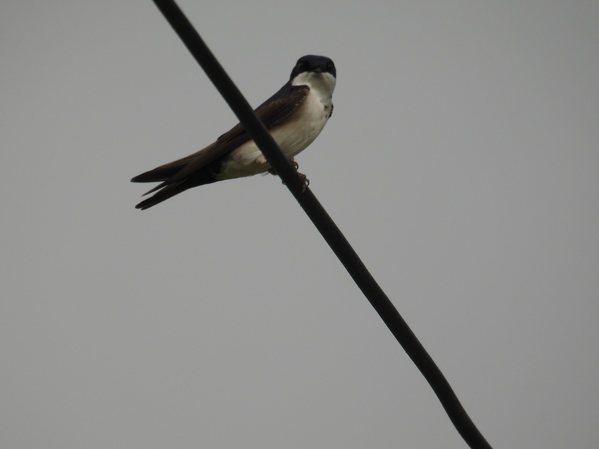 Blue-and-white Swallow - ML642938587