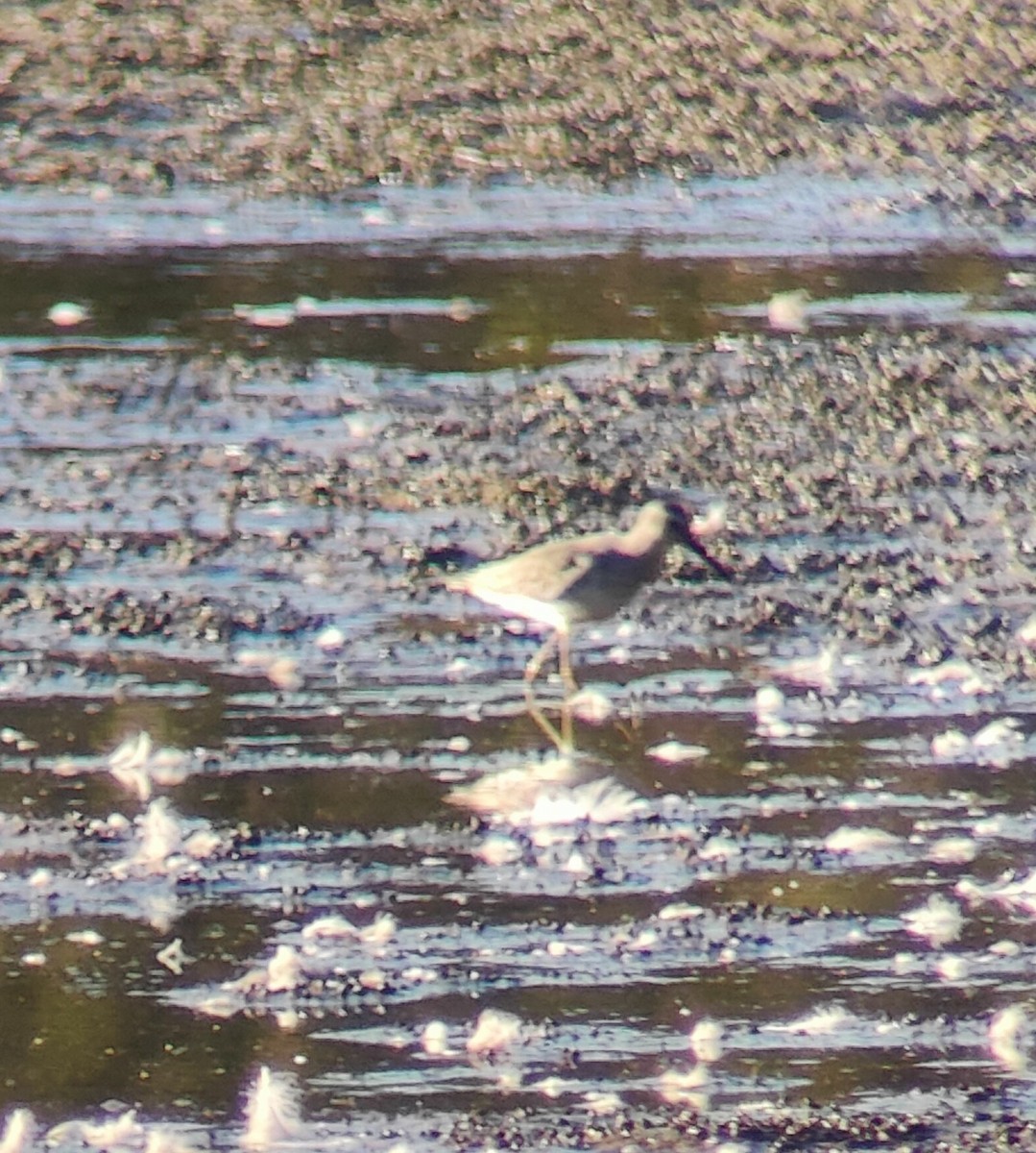 styltesnipe - ML642938590