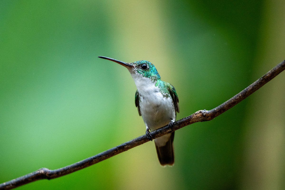 Andean Emerald - ML642938591