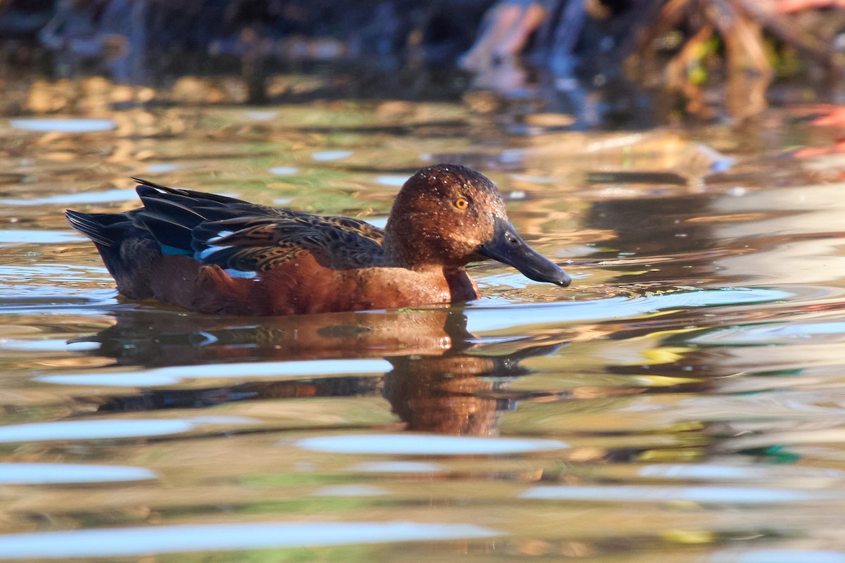 Cinnamon Teal - ML642938592