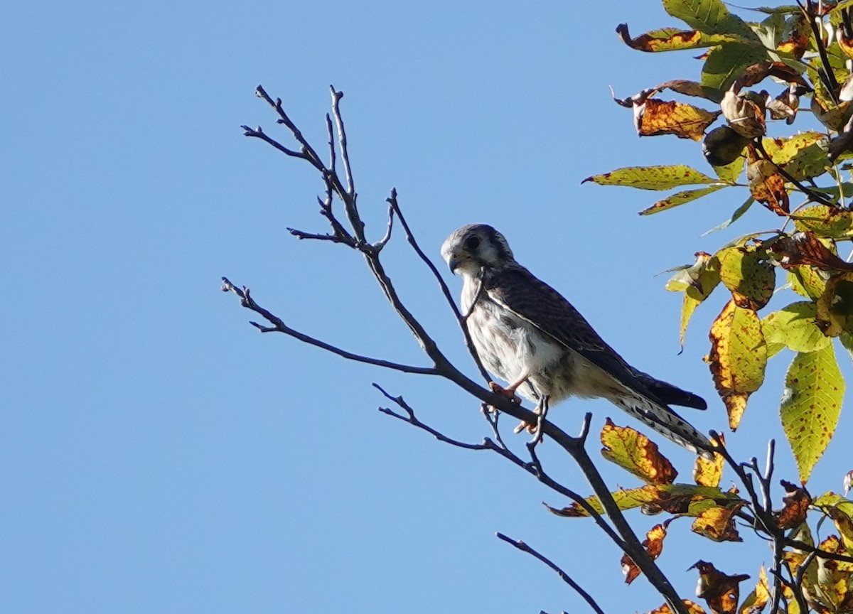 American Kestrel - ML642938593