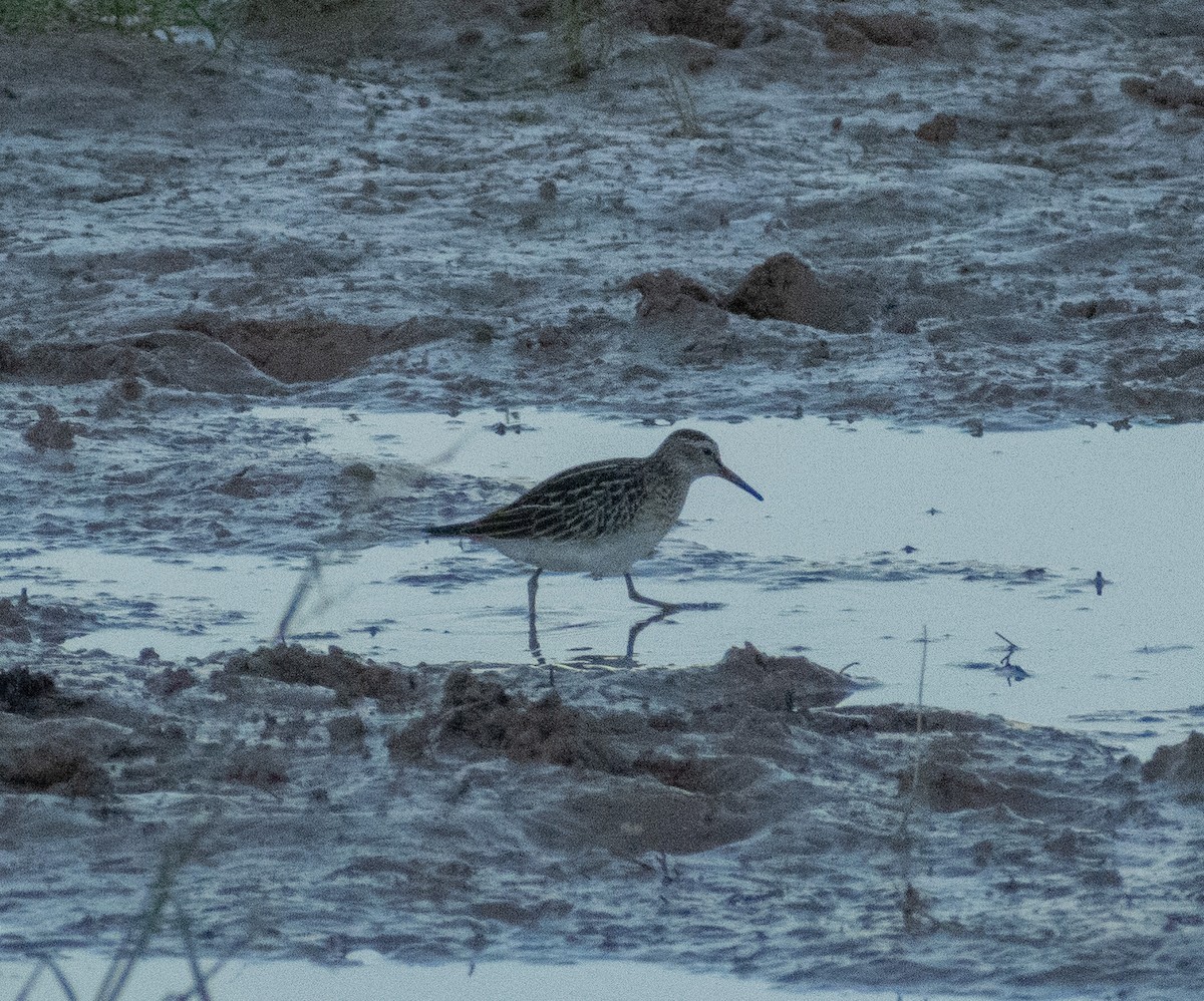 Pectoral Sandpiper - ML642938594