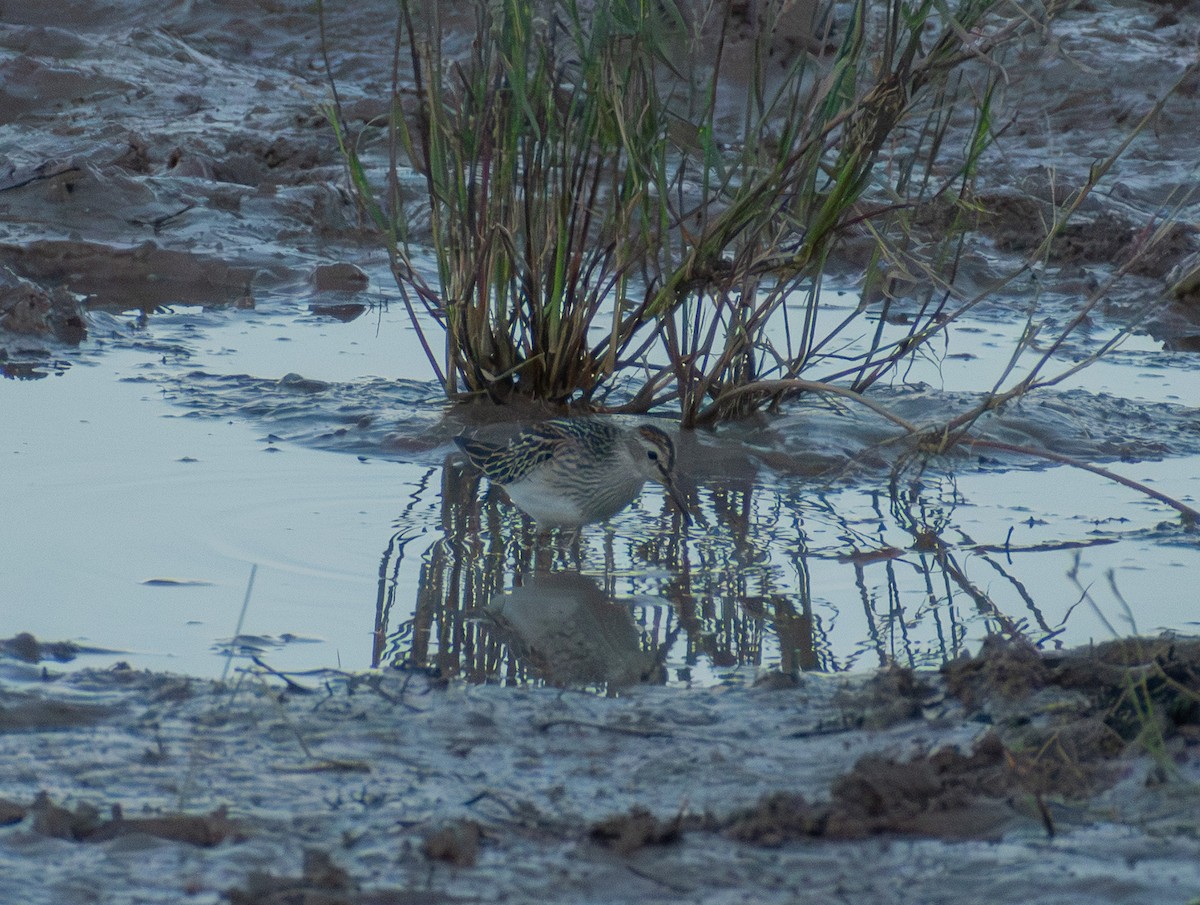 Pectoral Sandpiper - ML642938595