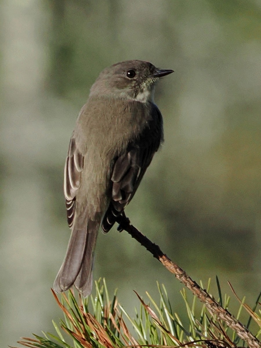 Eastern Phoebe - ML642938597