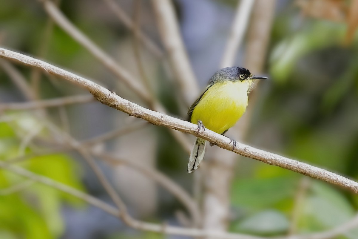 Common Tody-Flycatcher - ML642938612