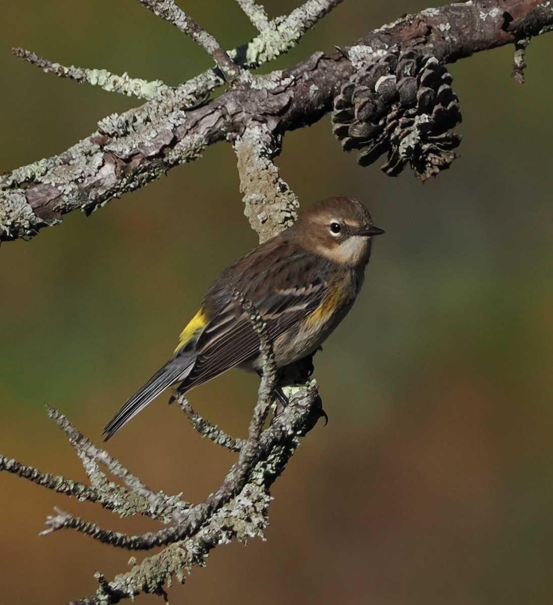 Yellow-rumped Warbler (Myrtle) - ML642938613