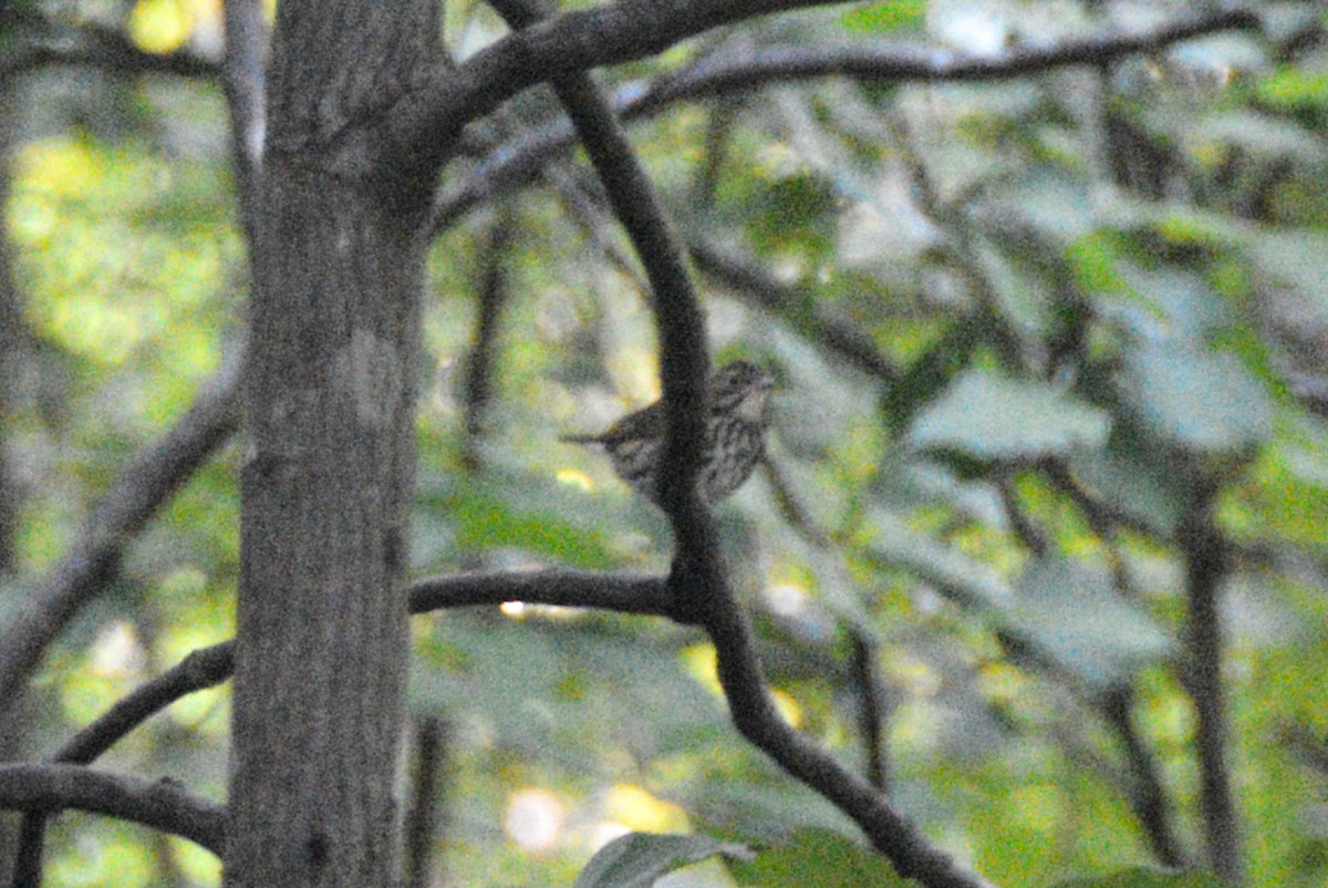 Ovenbird - ML642938629