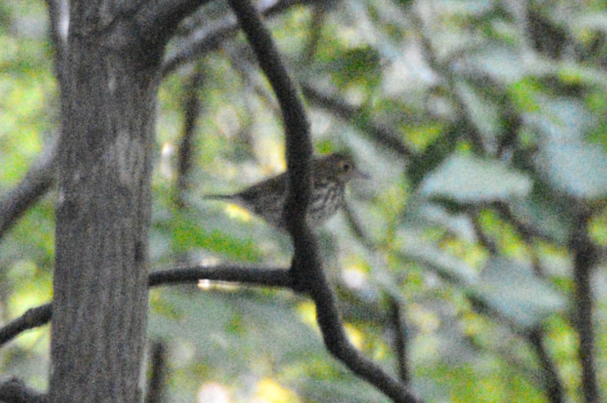 Ovenbird - ML642938632