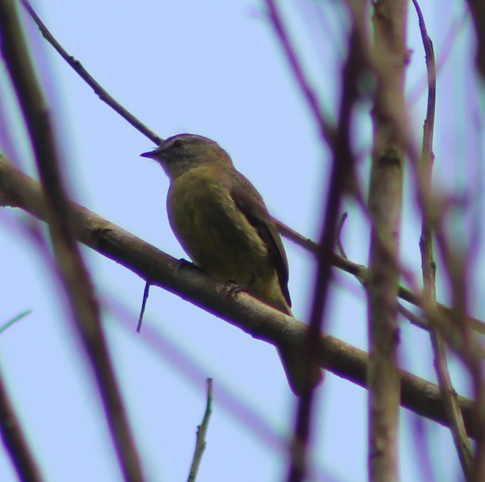 Tyranneau fascié - ML642938638