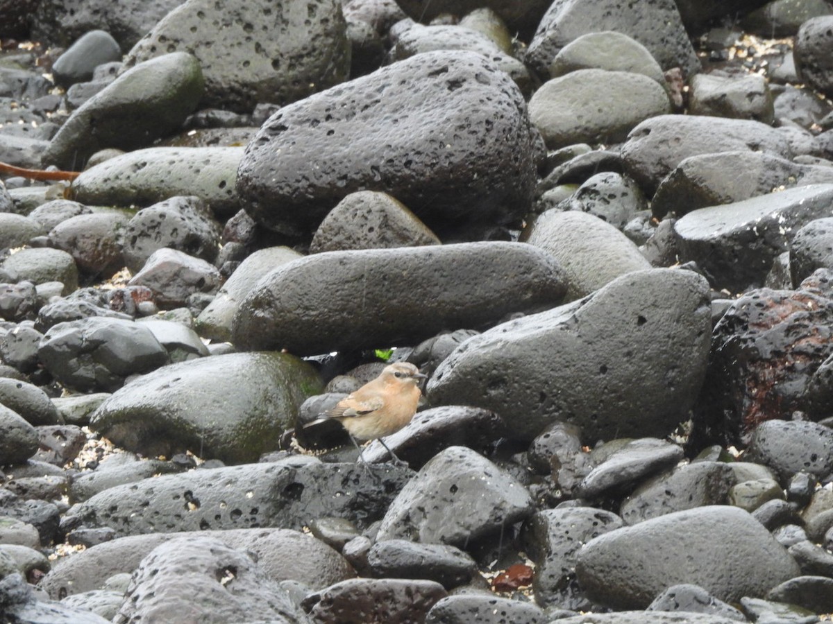 Northern Wheatear - ML642938672