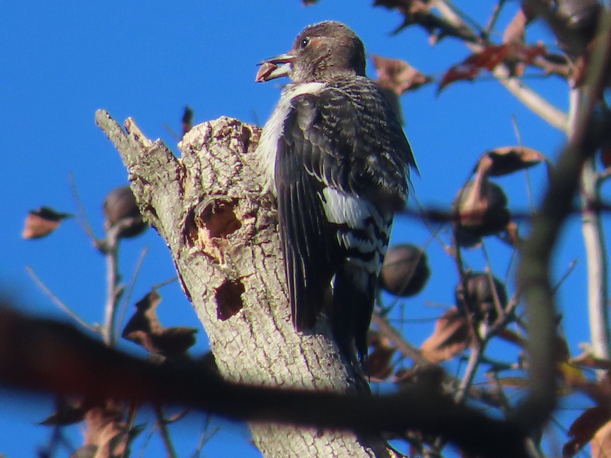 Red-headed Woodpecker - ML642938674