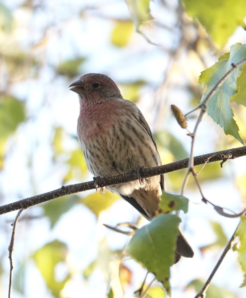 House Finch - ML642938676