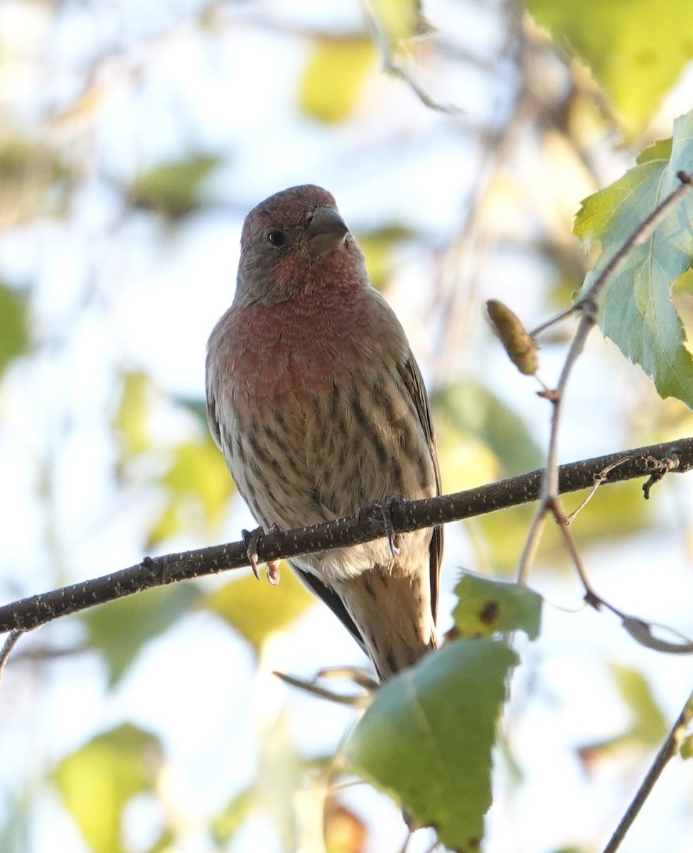 House Finch - ML642938677