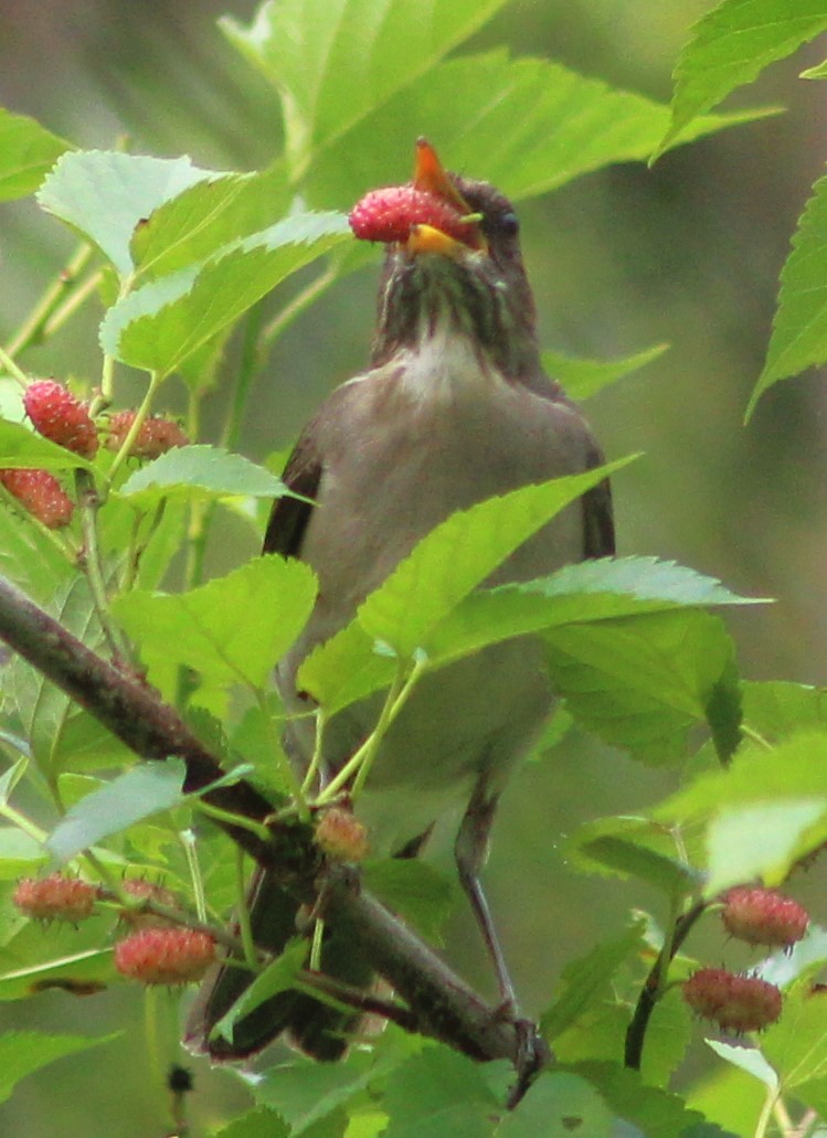 Creamy-bellied Thrush - ML642938683
