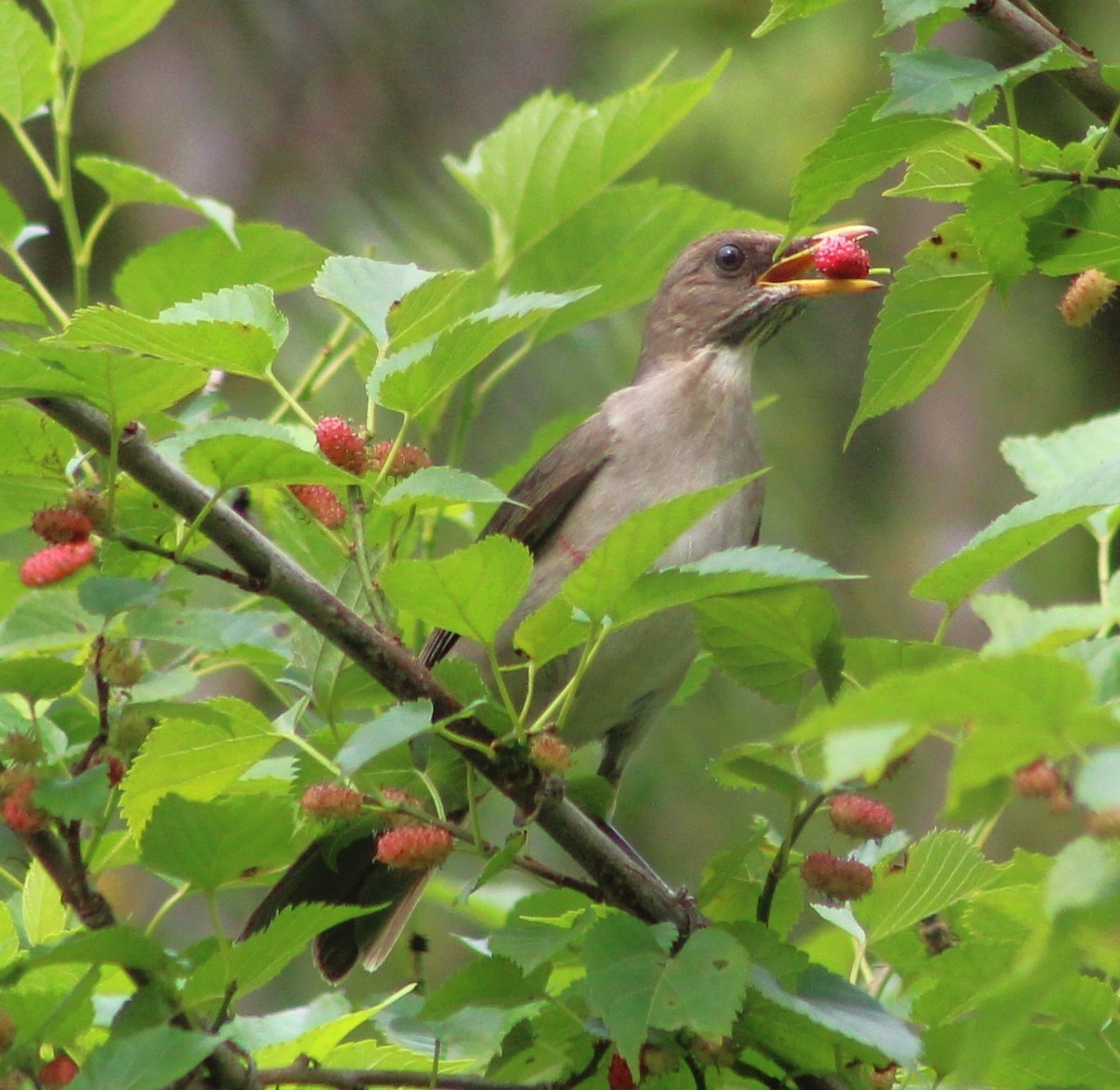 Creamy-bellied Thrush - ML642938684