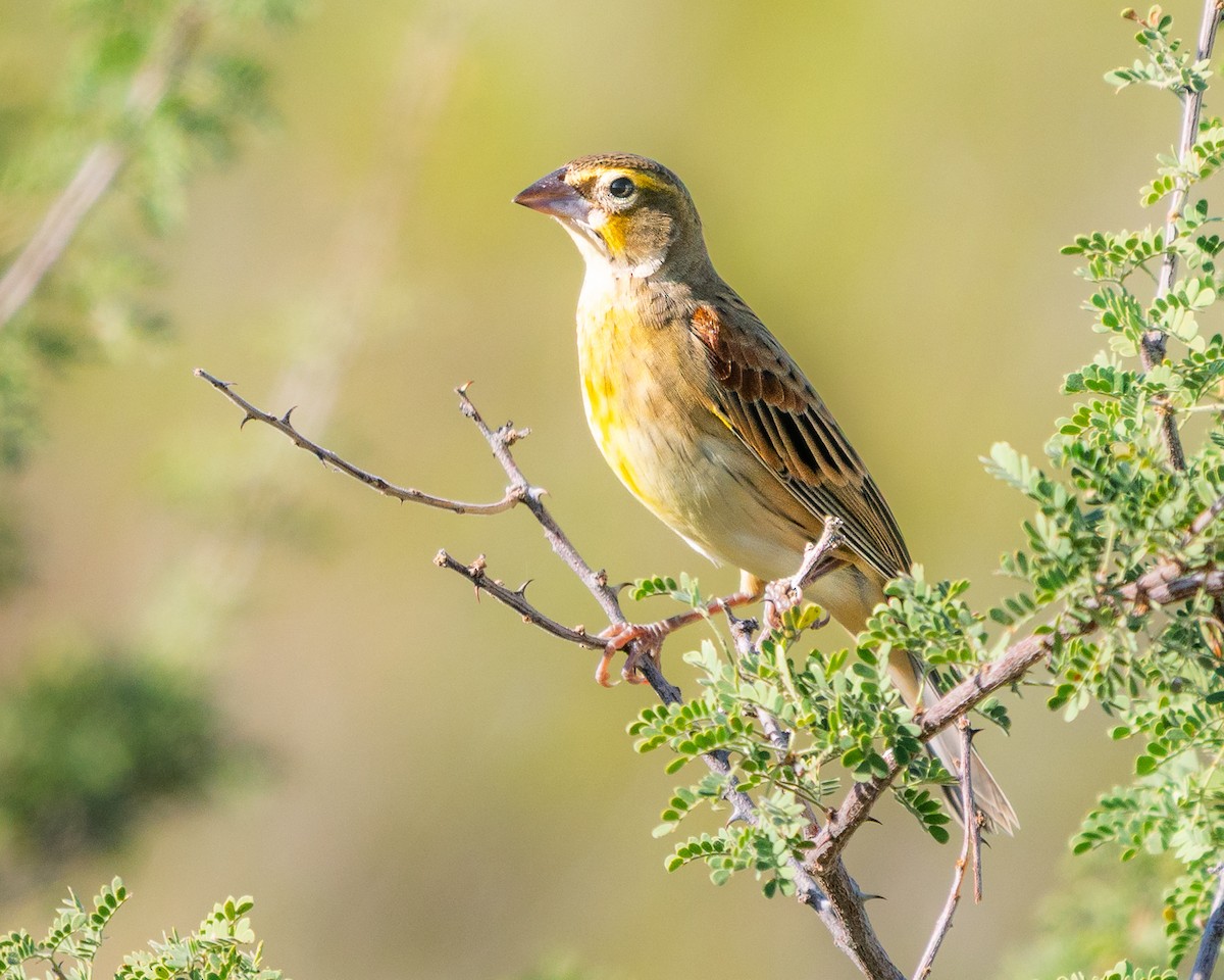 Dickcissel - ML642938685