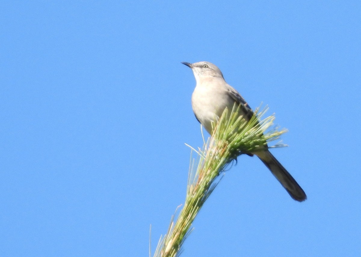 Northern Mockingbird - ML642938689