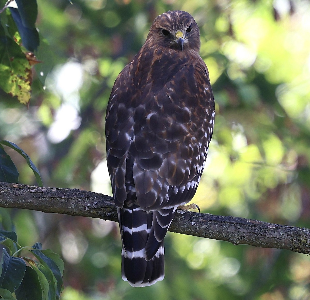 Red-shouldered Hawk - ML642938690