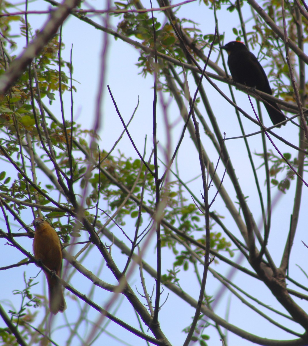Flame-crested Tanager (Flame-crested) - ML642938694