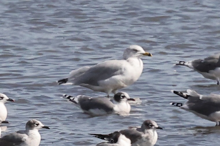 Ring-billed Gull - ML642938696