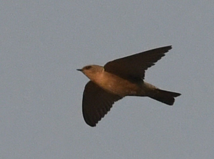 Southern Crag-Martin - ML642938700