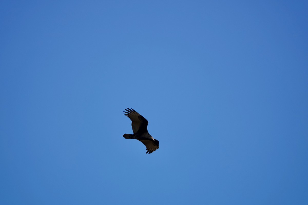 Turkey Vulture - ML642938702