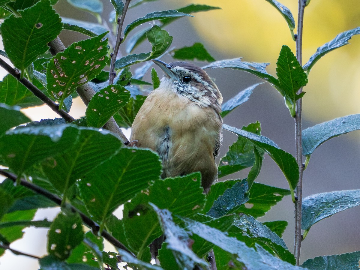 Carolina Wren - ML642938703