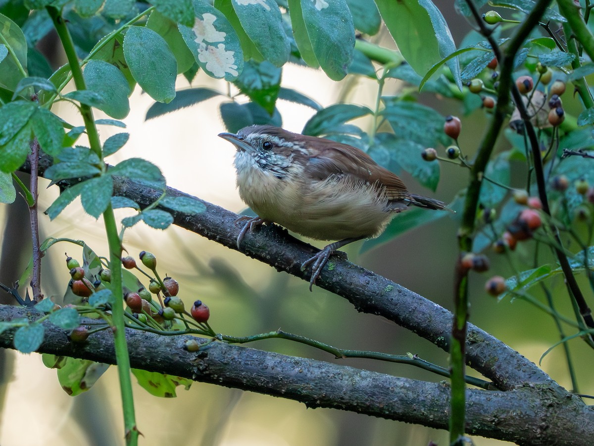 Carolina Wren - ML642938704