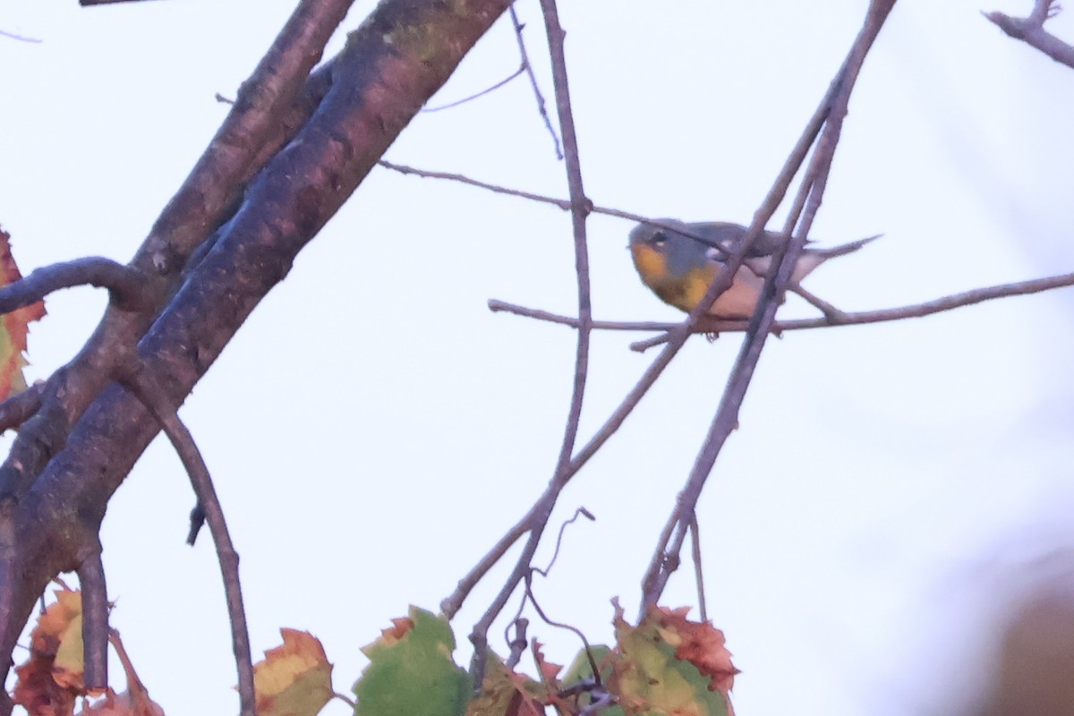 Northern Parula - ML642938706
