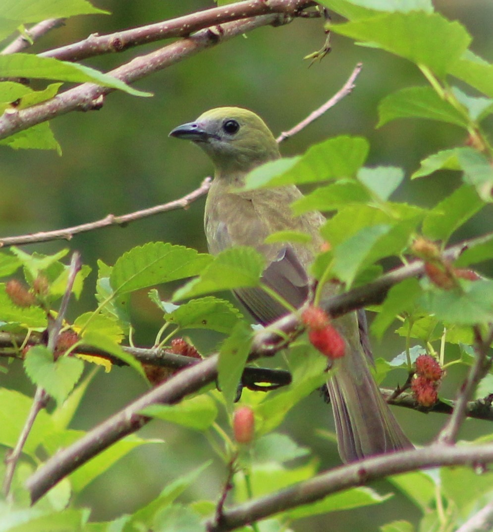Palm Tanager - ML642938708