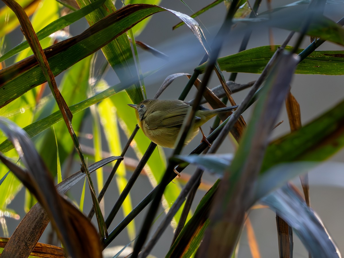Common Yellowthroat - ML642938710