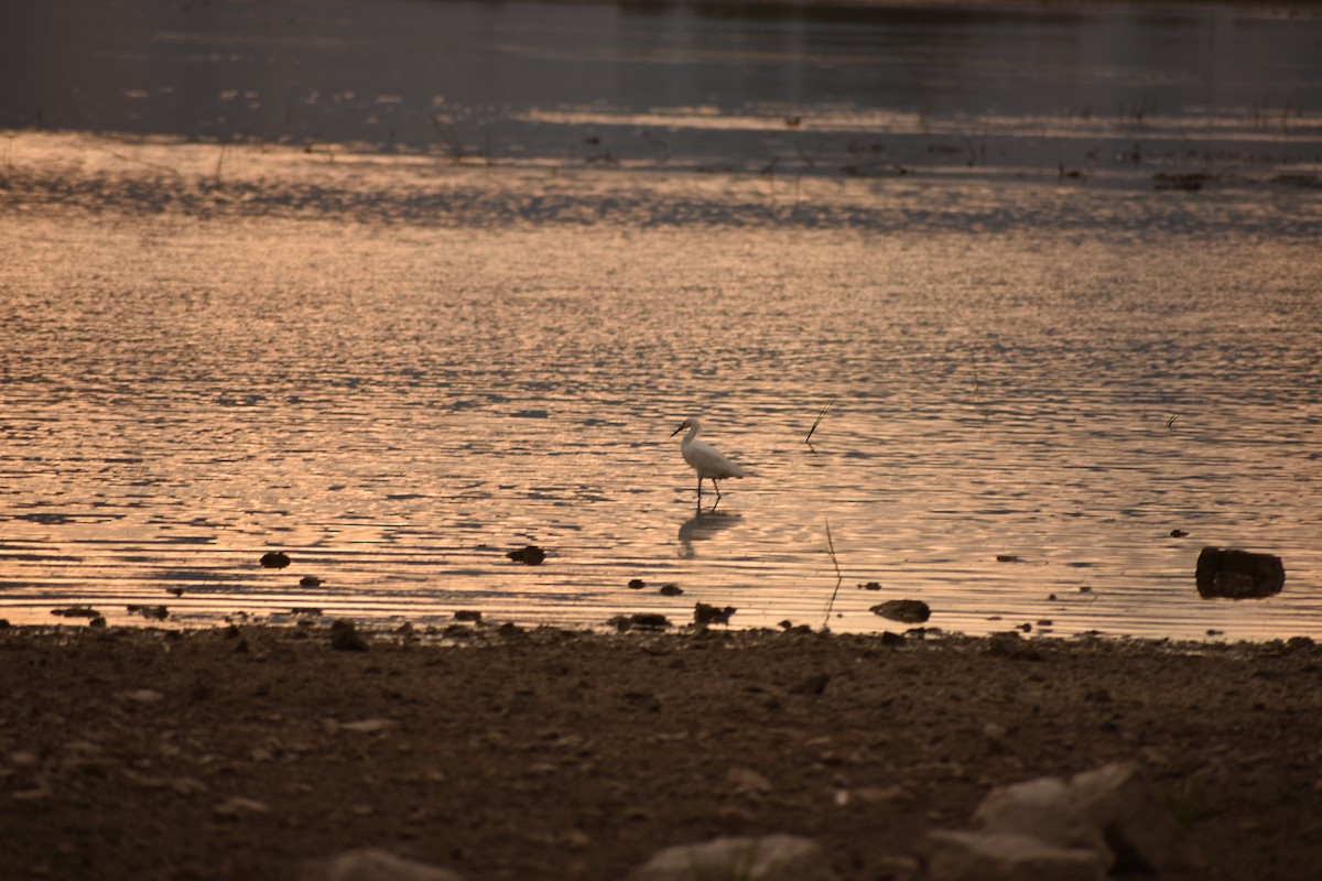 Snowy Egret - ML642938718