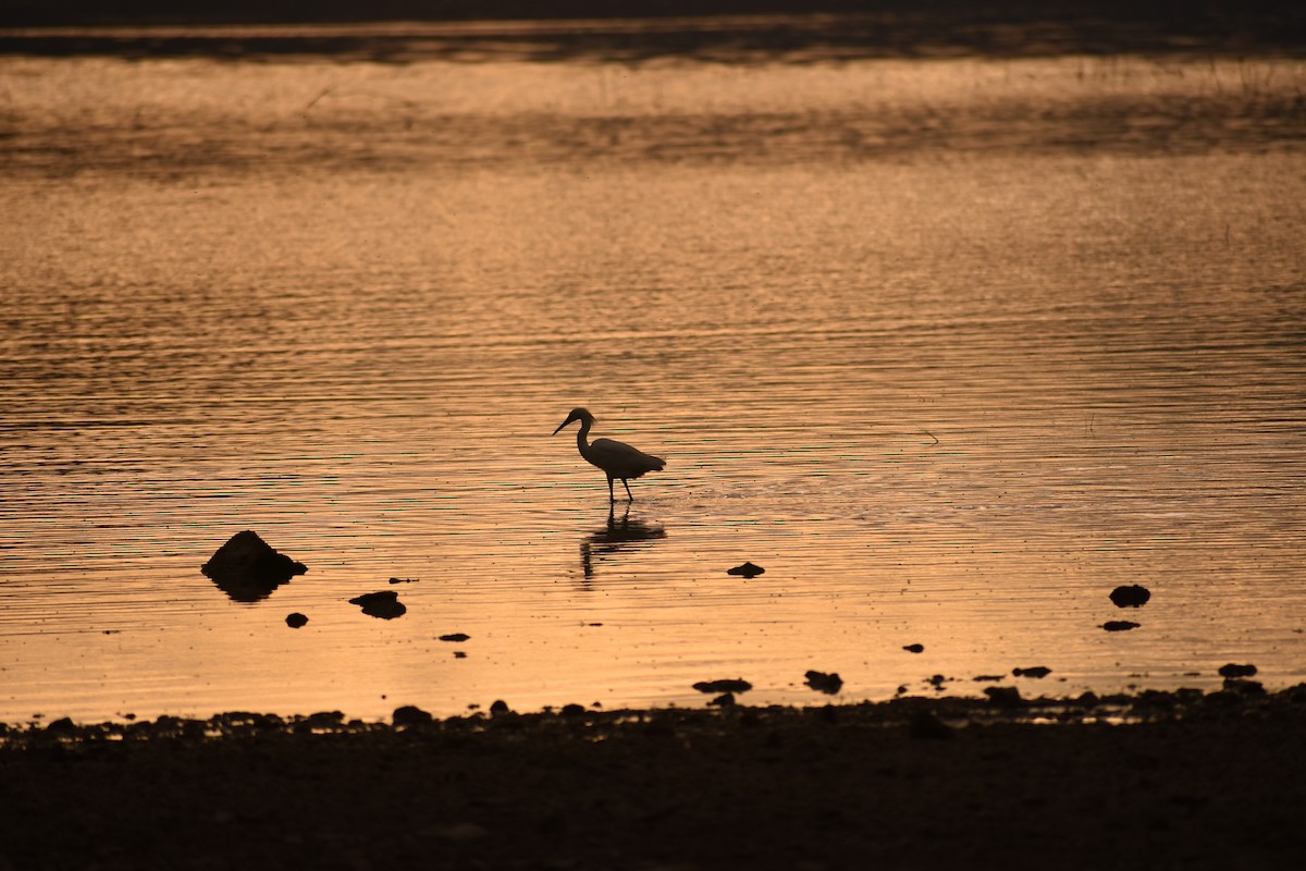 Snowy Egret - ML642938719