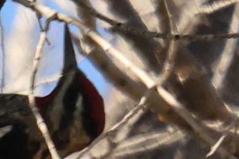 Yellow-bellied Sapsucker - ML642938720