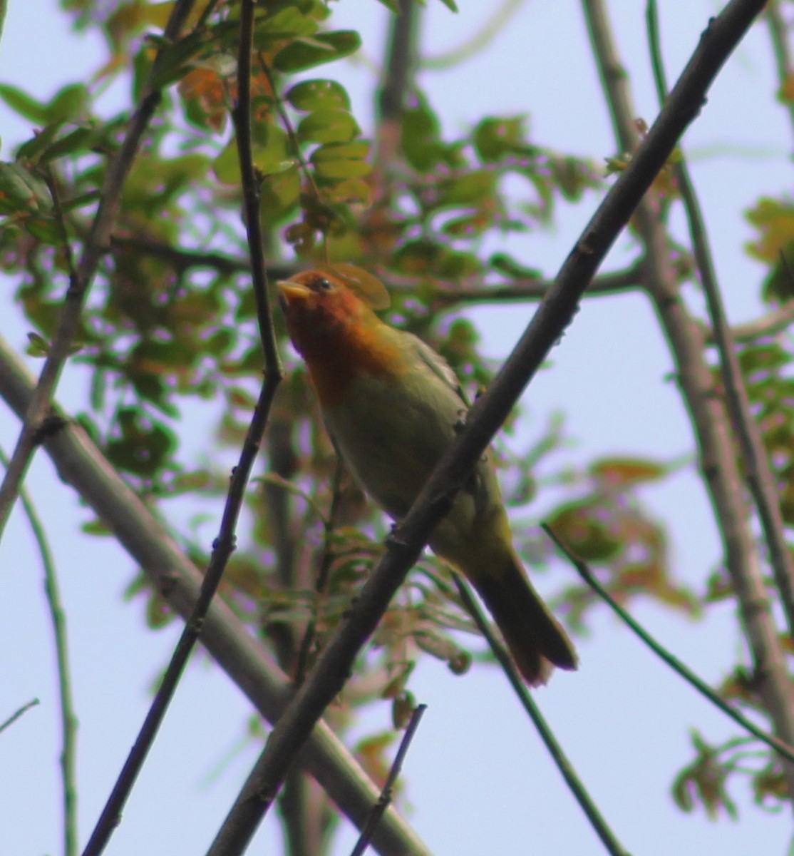 Rufous-headed Tanager - ML642938726