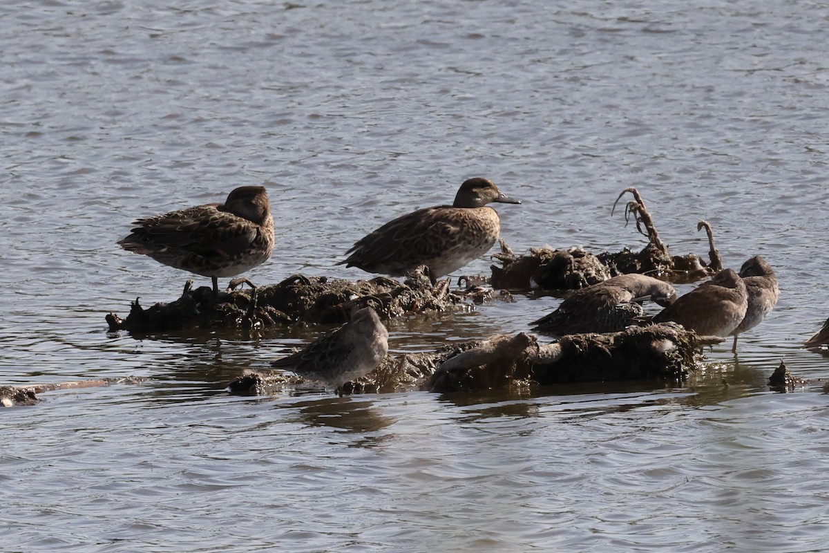 Green-winged Teal - ML642938729