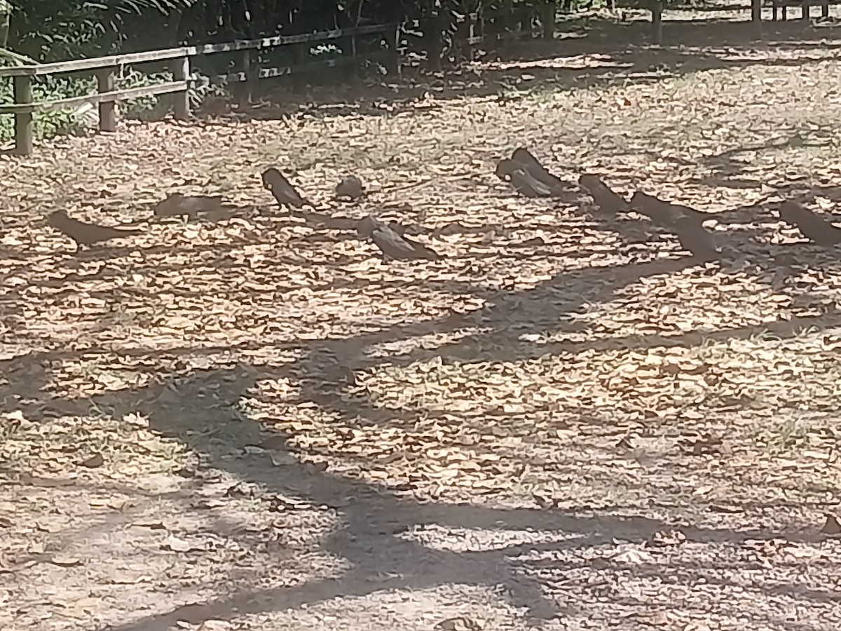 Red-tailed Black-Cockatoo - ML642938741