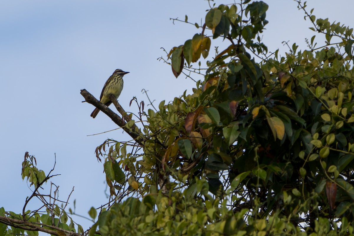 Sulphur-bellied Flycatcher - ML642938747