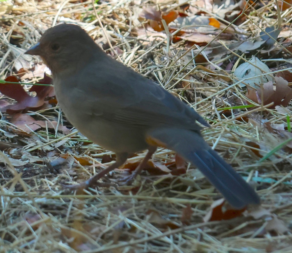 California Towhee - ML642938750